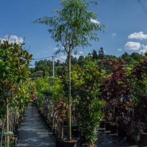 Vŕba babylonská (Salix Babylonica) - výška 300-350 cm, obvod kmeňa: 6/8 cm, kont. C30L - NA KMIENKU